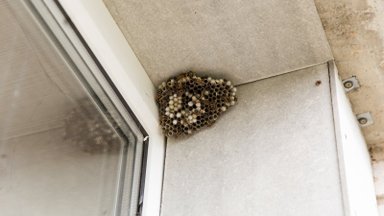 Pamačiusi kaimynės balkono pavojingus „gyventojus“, vilnietė neteko žado: į mano prašymus susitvarkyti jovalą niekas nereaguoja