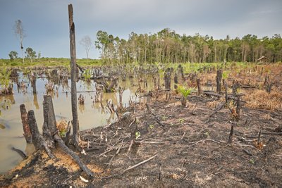 Ketapangas, Kalimantanas, Indonezija. Miško gaisrų, sukeltų, kad būtų įkurtos palmių plantacijos, rezultatas.