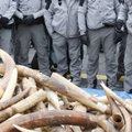 Eifelio pašonėje viešai sumaltos trys tonos dramblio kaulo