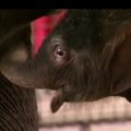Zoologijos sodo žvaigždė - trijų dienų amžiaus drambliukas