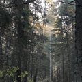 Vyriausybėje spręs dėl griežtesnio sodybų privačiame miške atstatymo