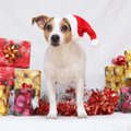 Kreipiasi į tuos, kurie per Kalėdas planuoja dovanoti šuniuką: gyvūnai, deja, – vis populiaresnė prekė