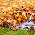 Specialistai pataria: ar rudeniniai lapai tinka kompostavimui?