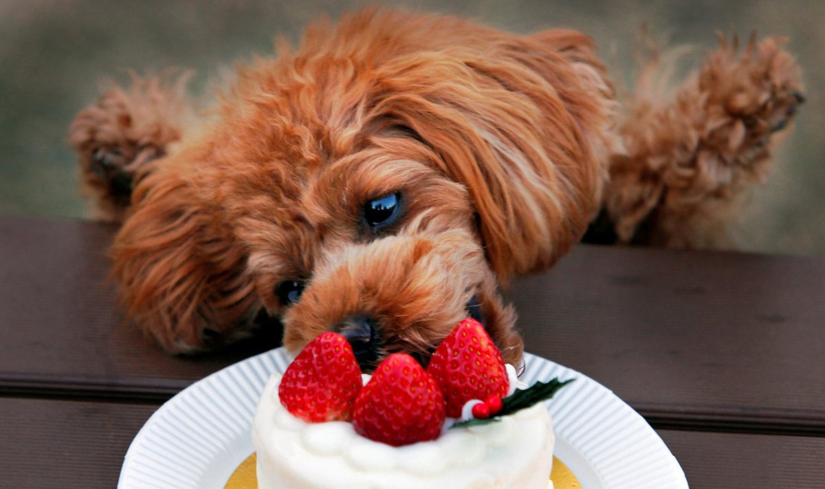 Šuo gviešiasi torto 