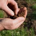 Kokia Lietuvos dirvožemių būklė, kur trūkstą trąšų ir ką daryti