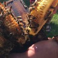 Pasižiūrėkite, kaip gaudomos bičių motinėlės