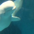 Kinijoje pasaulį išvydo baltojo banginio jauniklis