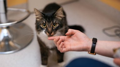 Kaip sumažinti stresą katei keliaujat į veterinarijos kliniką?