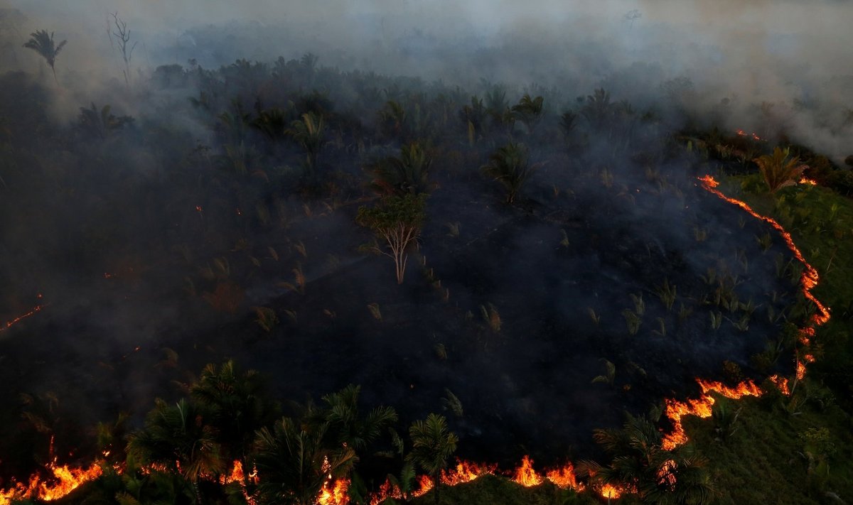 Amazonės gaisrai