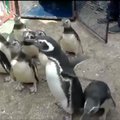 Po sėkmingos reabilitacijos atgal į jūrą grįžo devyni Magelano pingvinai