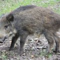 Specialistai mano, jog dėl kiaulių maro protrūkio Ignalinoje kaltas šernas