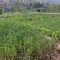 Nepalas lietuvės akimis: vaikų namuose auklėtiniai patys auginasi daržoves ir gyvulius
