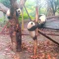 „Slaptas pandų gyvenimas“ (XI): dvi mažylės kovojo dėl teritorijos, o trečia visa tai stebėjo