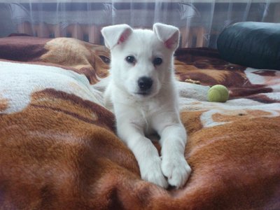 Šis gražuolis turėjo išaugti į pūkuota samojedą