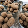 Ankstyvas bulvių derlius – patarimai, kaip jį gauti 