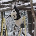 Mažoji panda džiaugėsi pirmuoju sniegu