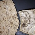 Kinijoje rasta pati didžiausia voro fosilija