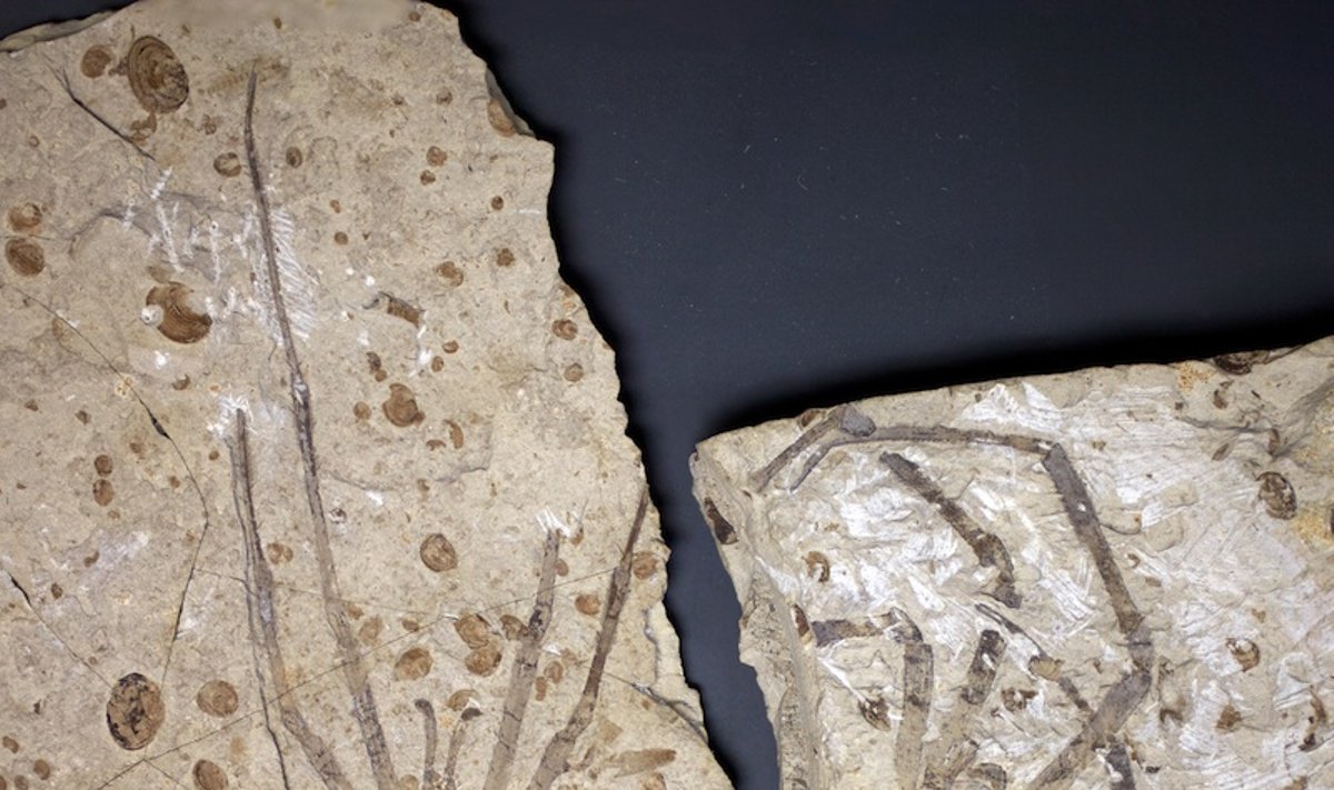Vorų fosilijų pora: kairėje - patinas, dešinėje - patelė (P. Seldeno nuotr.)