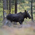 Susidūrimas su laukiniu žvėrimi: miškininkai patarė, kaip reikėtų elgtis ir ko šiukštu nedaryti