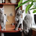 Rusų melsvosios katės – elegantiškos didikų numylėtinės