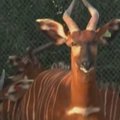 Paskutinė viltis išsaugoti nykstančias antilopes – veisti jas zoologijos centruose