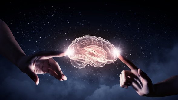 Mokslininkai paneigė svarbų mitą apie mūsų smegenis