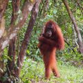 Svajojantys aplankyti Borneo saloje gyvenančius orangutanus nepagaili ir 8 tūkst. litų