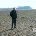 Tūkstančiai žąsų ir gulbių siaubia ūkininkų laukus