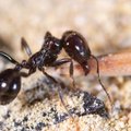 Su amžiumi skruzdėlės „keičia profesiją“