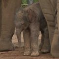 Kelno zoologijos sode drambliukas mokosi vaikščioti ir naudoti straublį