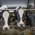 Gyvulius auginantys lietuviai perspektyvų nemato: karvę turėjo parduoti už 1,36 Eur
