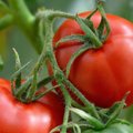 Priminimas daržininkams: pomidorai mėgsta sočiau pavalgyti
