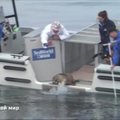 Restorane rasta jūrų liūtukė po reabilitacijos paleista į laisvę