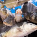 Didžiuosiuose prekybos tinkluose nebeliko gyvos žuvies