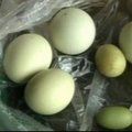 Kinijoje višta padėjo mažiausią pasaulyje kiaušinį
