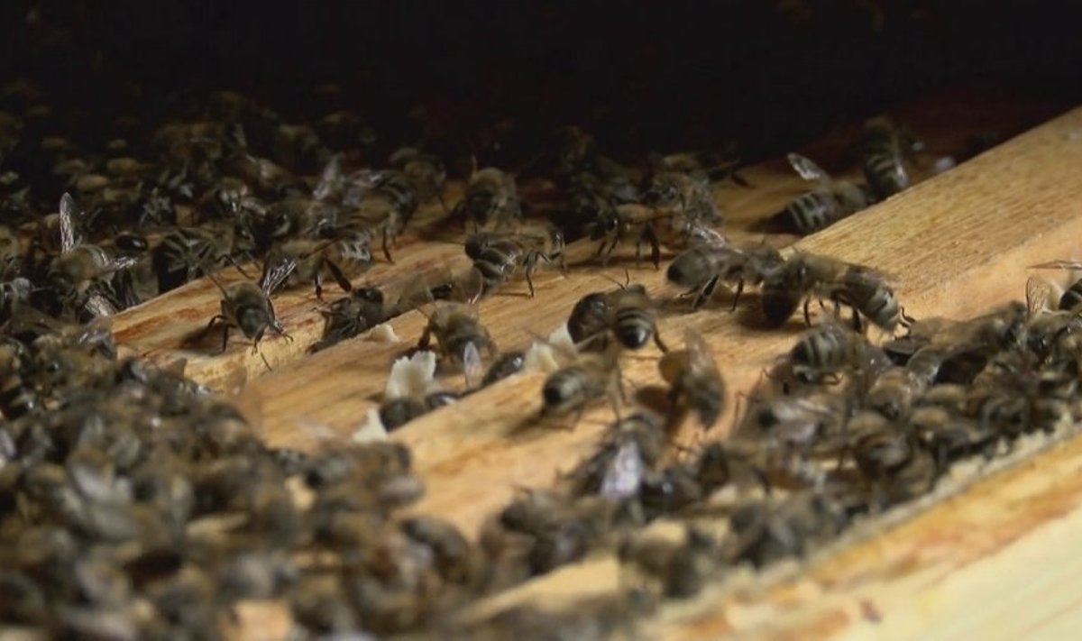 Sumanus ūkininkas nusprendė pasiūlyti lietuviams unikalią bičių SPA procedūrą 