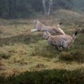 Britai elniams rado „kompaniją“ – sieks į miškus sugrąžinti lūšis