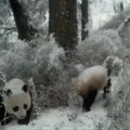 Gamtos rezervate į kamerų objektyvą pateko laukinės didžiosios pandos ir kiti reti gyvūnai