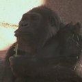 Vienai seniausių pasaulyje gorilai Vilai suėjo 55 metai