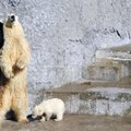 Sankt Peterburge iš Zoologijos instituto pavogta dešimtys vertingų gyvūnų kaukolių