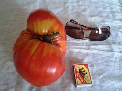 Antras pomidoras-milžinas, išaugęs Kaune 