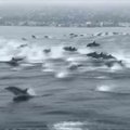 Prie Kalifornijos krantų nufilmavo būrį delfinų