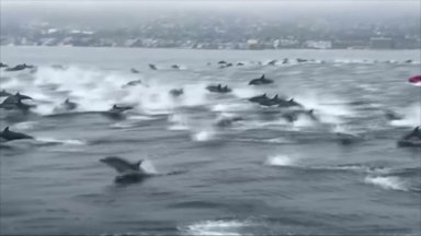 Prie Kalifornijos krantų nufilmavo būrį delfinų