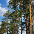 Nidoje nukirstas saugotinas medis: aplinkosaugininkai atlieka tyrimą