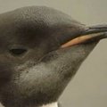 Mokslininkai prarado ryšį su garsiuoju pingvinuku keliauninku