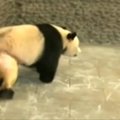 Panda „be kelnių“ žaibiškai išpopuliarėjo tarp Kinijos internautų