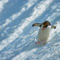 Australijoje tos pačios lyties pingvinų pora augina pingvinuką