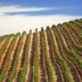 Vynuogyne pietų Prancūzijoje – neįtikėtinas radinys: dirvožemyje aptiktos itin retos kosminės brangenybės