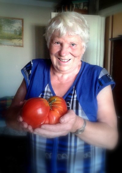 Antras pomidoras-milžinas, išaugęs Kaune 