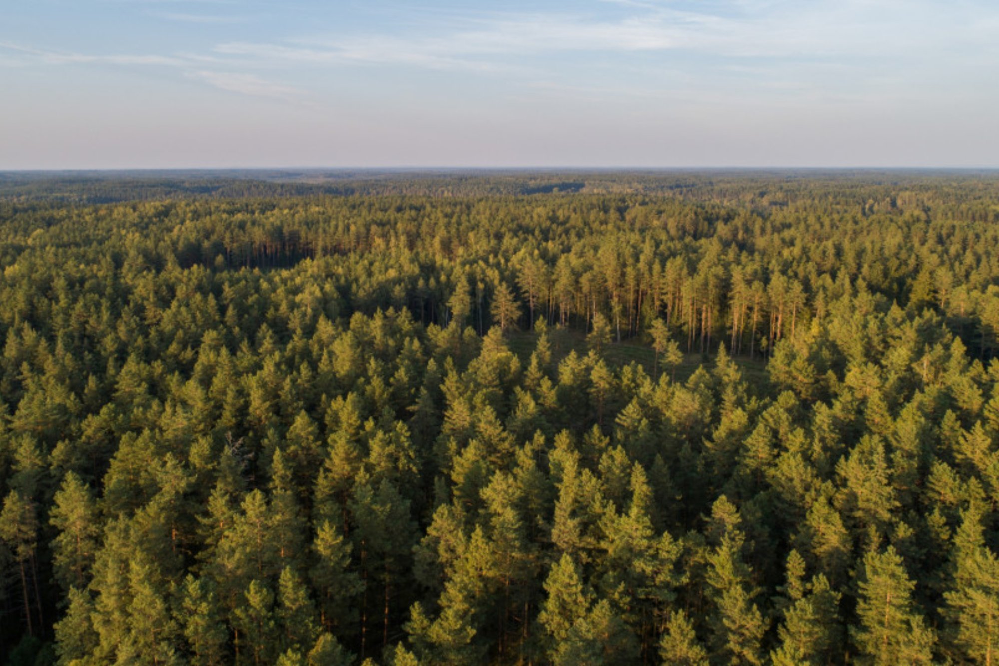 Matavimai rodo, kad miškų prieaugis Lietuvoje didėja - Delfi grynas